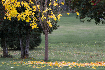 Leaves falling off tree