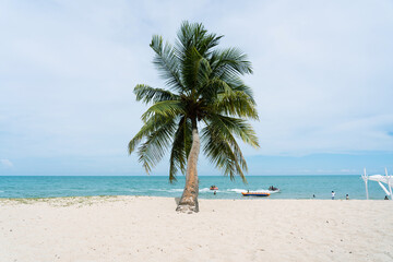 beach with coconut trees