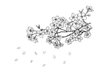 桜のペン画　ラインアート - obrazy, fototapety, plakaty