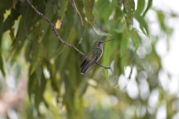 Colibrí sobre rama © Félix 