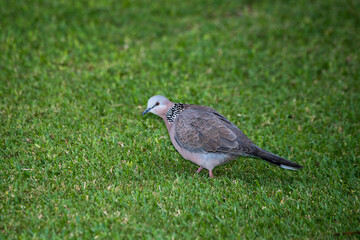 Spotted dove looking for food on the ground in Hawaii