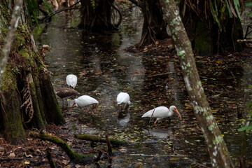 White Ibis feeding in a swamp in the Everglades