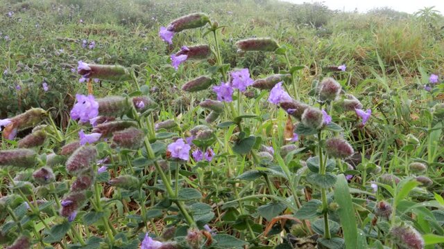 The rare Purple heather or Neela kurinji flowers which blooms once every 12 years in the hill range of Mandal Patti in Coorg, Karnataka, India.
