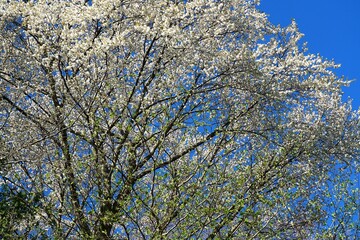 Obraz premium 山里に遅い春が来て、桜の花と新緑の季節に