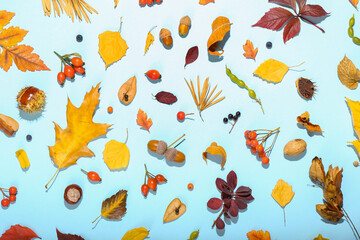 Obraz premium Autumn leaves and forest decor on color background