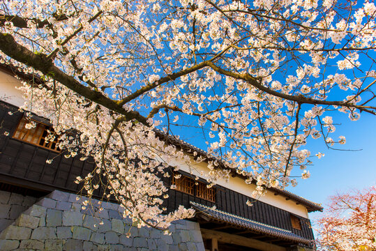熊本城南大手門の桜, 日本,熊本県,熊本市