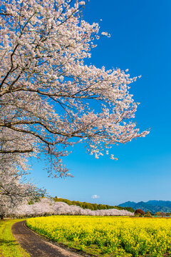 西都原古墳群の桜並木, 日本,宮崎県,宮崎市,西都市