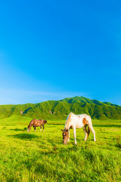 阿蘇草千里ヶ浜の馬, 日本,熊本県,阿蘇市