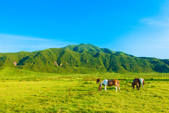 阿蘇草千里ヶ浜の馬, 日本,熊本県,阿蘇市
