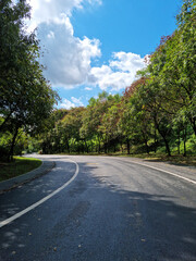 Obraz premium A road in the park with a dense forest.