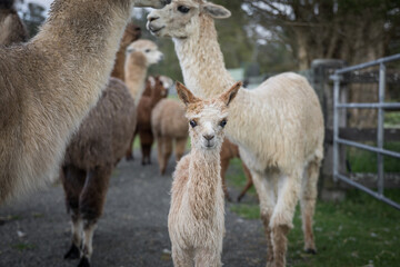 Alpacas