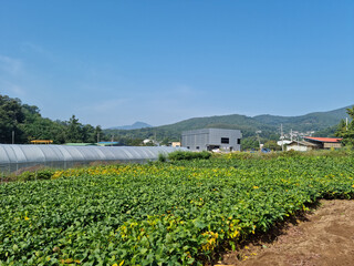 Fototapeta na wymiar Rural landscape with soybean fields