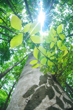 ブナの若葉と木もれ日, 美人林,十日町市,新潟県