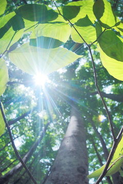 ブナの若葉と木もれ日, 美人林,十日町市,新潟県