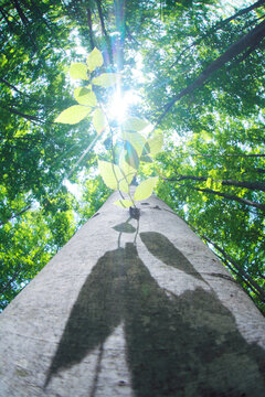 ブナの若葉と木もれ日と幹の葉影, 美人林,十日町市,新潟県