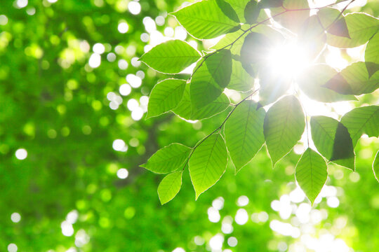 ブナの若葉と木もれ日, 美人林,十日町市,新潟県