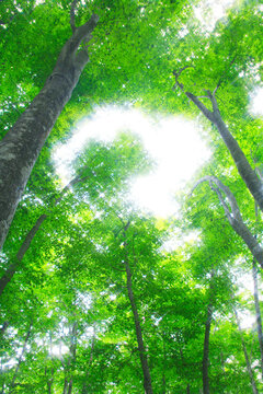 新緑のブナ林, 美人林,十日町市,新潟県