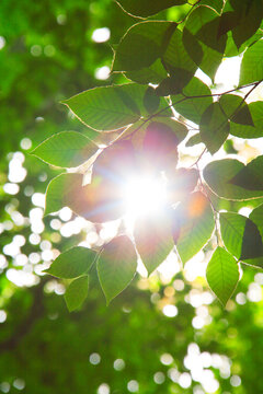 ブナの若葉と木もれ日, 美人林,十日町市,新潟県
