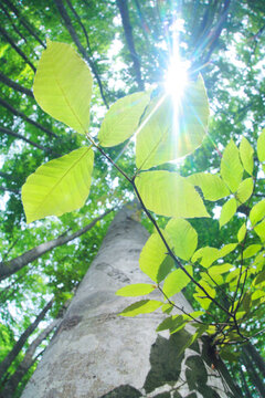 ブナの若葉と木もれ日, 美人林,十日町市,新潟県