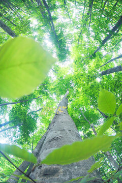 ブナの若葉と新緑のブナ林, 美人林,十日町市,新潟県