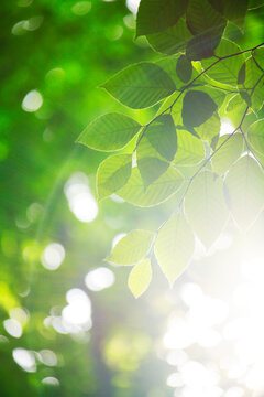 ブナの若葉と光芒, 美人林,十日町市,新潟県