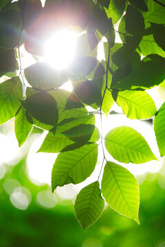 ブナの若葉と木もれ日, 美人林,十日町市,新潟県
