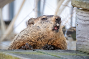 A Groundhog's (Marmota monax) face makes a funny expression as if it's screaming. Good for an angry or upset meme.