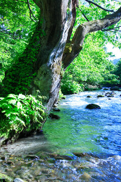 ケヤキの大木と清流, 十和田市,青森県