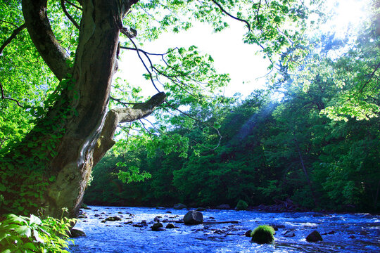 ケヤキの大木と清流, 十和田市,青森県