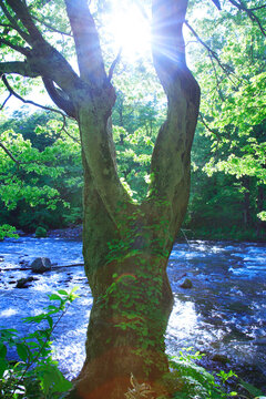 ケヤキの大木と清流, 十和田市,青森県