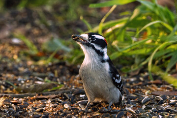 Downy black and white woodpecker with red head (male) on the ground with a seed in its mouth. Captured in a Toronto park.