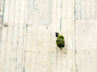 A green banana branch protruding out of a metal sheet construction fence.