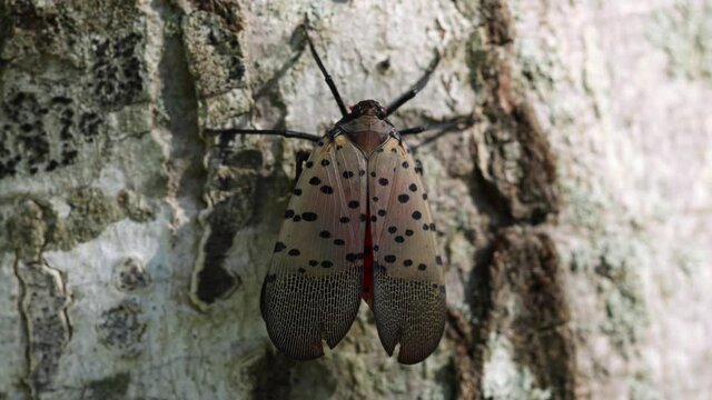 spotted lantern fly on tree macro video