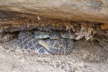 rattlesnake under rock