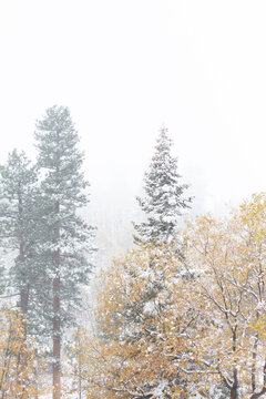 winter forest in the snow