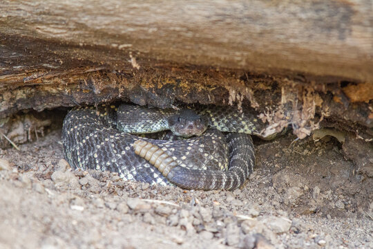 rattlesnake under rock