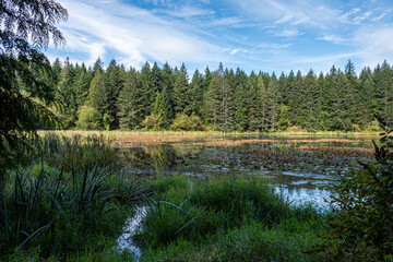 a wall of tall green trees by the lake in the park on a cloudy day