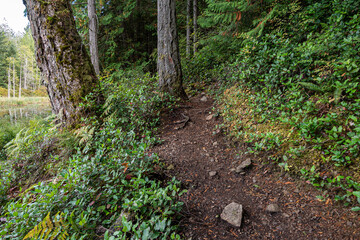 rough trail though the dense forest in the park with green grasses and tall trees on both sides