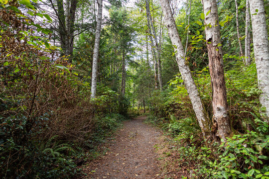 flat gravel trail though the dense forest in the park with green grasses and tall trees on both sides
