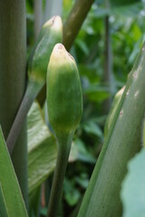 Taro flower (Colocasia esculenta, gothe) with natural background. Colocasia esculenta is a tropical plant grown primarily for its edible corms, a root vegetable most commonly known as taro.