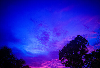 Naklejka premium landscape with trees