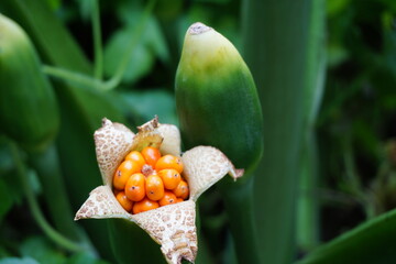 Taro flower (Colocasia esculenta, gothe) with natural background. Colocasia esculenta is a tropical plant grown primarily for its edible corms, a root vegetable most commonly known as taro.