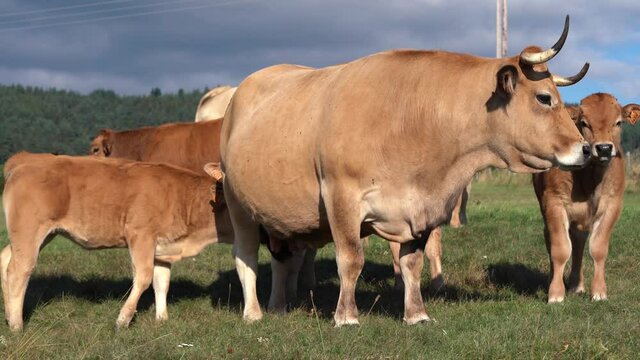 Multiple Calf near an Aubrac Cattle At The Field chasing Flies On A Sunny Day - Medium Shot