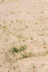 夏の乾燥した畑で数本残る雑草	