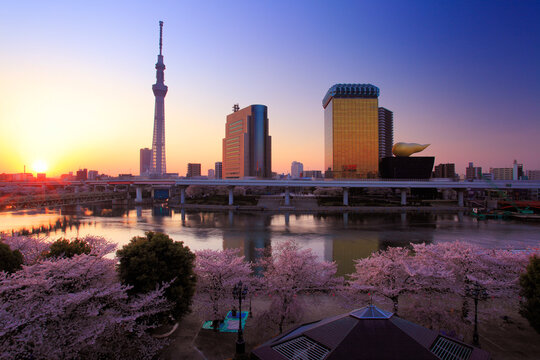 隅田公園の桜の林と東京スカイツリーと隅田川と朝日, 台東区,東京都