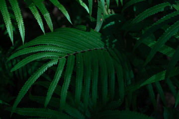 Tropical green fern leaves on dark background in jungle.