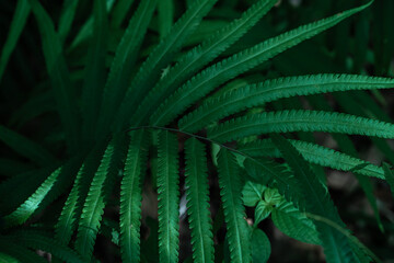 Tropical green fern leaves on dark background in jungle.