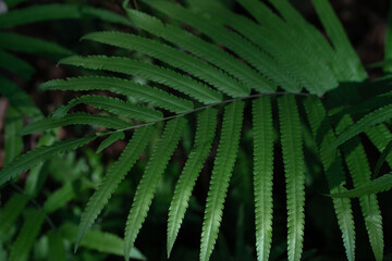 Tropical green fern leaves on dark background in jungle.