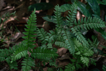 Tropical green fern leaves on dark background in jungle.