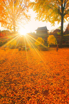 東虎口櫓門と北櫓と紅葉のイチョウと夕日の木もれ日の光芒, 上田市,長野県